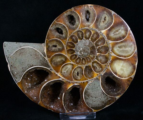 Desmoceras Ammonite Half - Crystal Pockets #8384